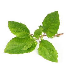 Tulsi (Holy Basil/Ocimum sanctum)