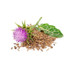 Milk Thistle (Silybum marianum, 80% silymarin)